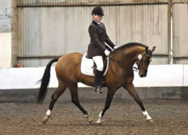 Jonkers Metyo | Sports Horse Stud in Somerset and UK gallery image 3