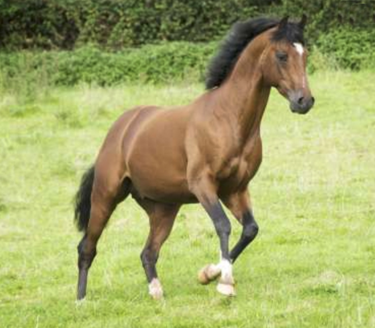 Jonkers Metyo | Sports Horse Stud in Somerset and UK gallery image 4