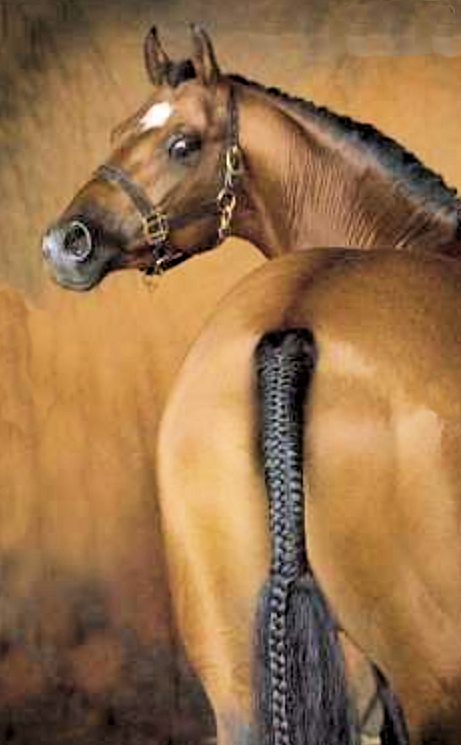 Jonkers Metyo | Sports Horse Stud in Somerset and UK gallery image 2