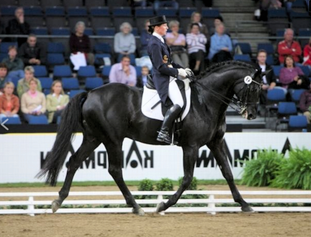 Rubicell | Sports Horse Stud in Somerset and UK gallery image 1