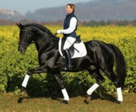 Rubicell | Sports Horse Stud in Somerset and UK gallery image 6