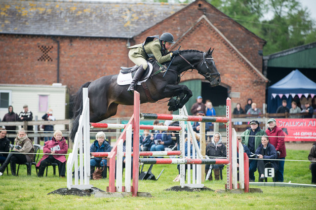 Sir Shutterfly | Sports Horse Stud in Somerset and UK gallery image 7