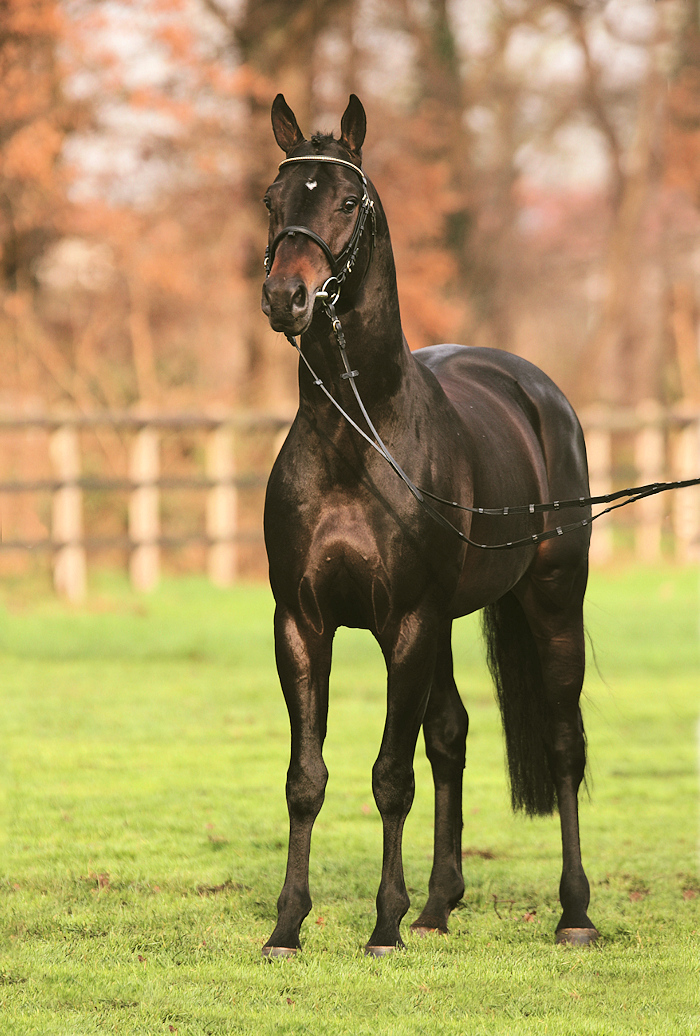 Sir Shutterfly | Sports Horse Stud in Somerset and UK gallery image 1