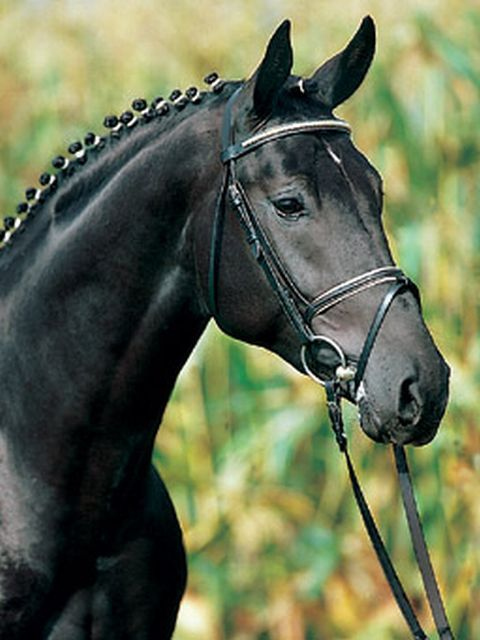 Rubicell | Sports Horse Stud in Somerset and UK gallery image 3