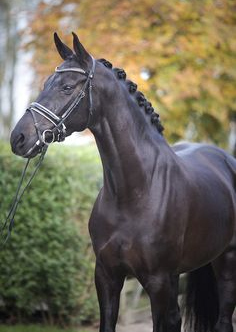 Rubicell | Sports Horse Stud in Somerset and UK gallery image 4