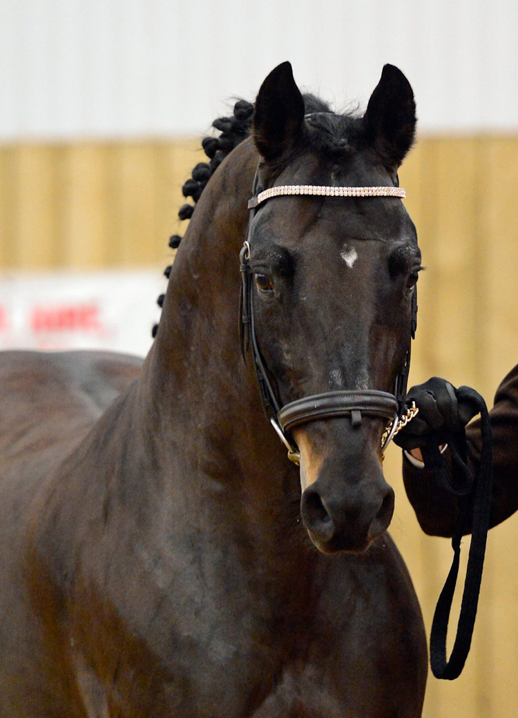 Sir Shutterfly | Sports Horse Stud in Somerset and UK gallery image 6