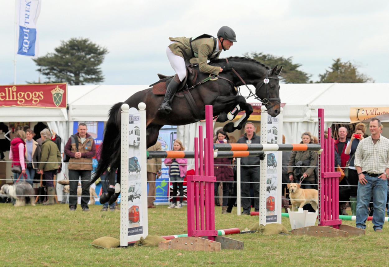 Sir Shutterfly | Sports Horse Stud in Somerset and UK gallery image 4