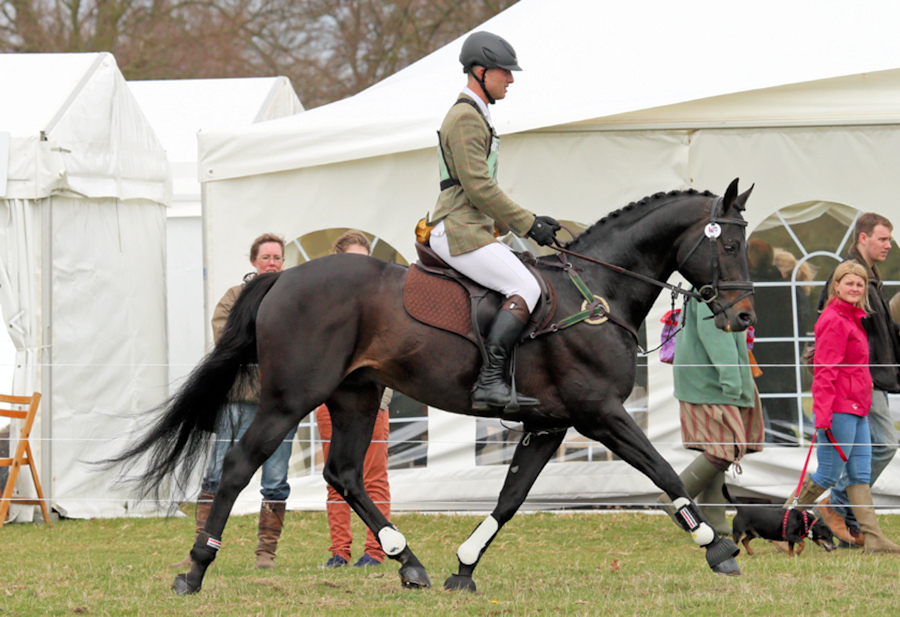 Sir Shutterfly | Sports Horse Stud in Somerset and UK gallery image 2