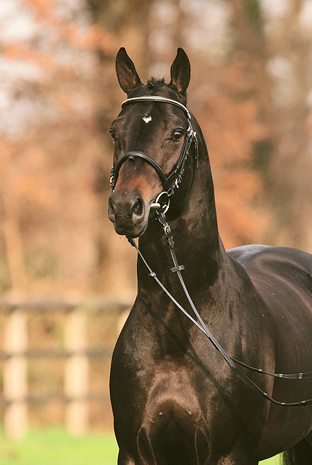 Sports Horse Stud in Bristol and Somerset